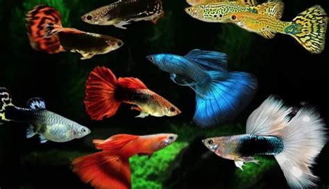 哪一種魚最好養|10種激推!給新手的魚~養這些!讓你告別養魚殺手~【憩魚水族】